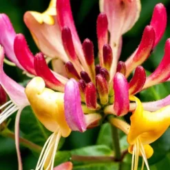 Kaprifolie - Lonicera x Heckrotti 'American Beauty' - Højde 110-120cm - ⌀17cm