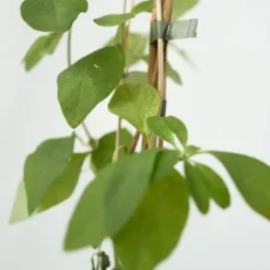 Kaprifolie - Lonicera x Heckrotti 'American Beauty' - Højde 110-120cm - ⌀17cm