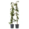 Kaprifolie - Sæt med 2 - Lonicera 'Copper Beauty' - Højde 110-120cm - ⌀17cm