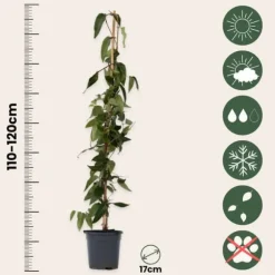 Kaprifolie - Sæt med 2 - Lonicera 'Copper Beauty' - Højde 110-120cm - ⌀17cm