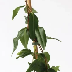 Kaprifolie - Sæt med 2 - Lonicera 'Copper Beauty' - Højde 110-120cm - ⌀17cm
