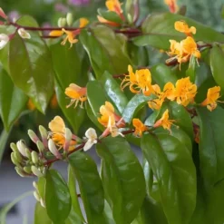 Kaprifolie - Sæt med 2 - Lonicera 'Copper Beauty' - Højde 110-120cm - ⌀17cm