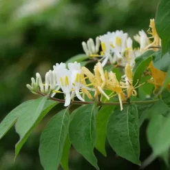 Kaprifolie - Sæt med 2 - Lonicera 'Copper Beauty' - Højde 110-120cm - ⌀17cm