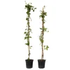 Kaprifolie - Sæt med 2 - Lonicera Heckrotti 'Beauty' - Højde 110-120cm - ⌀17cm
