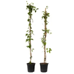 Kaprifolie - Sæt med 2 - Lonicera Heckrotti 'Beauty' - Højde 110-120cm - ⌀17cm