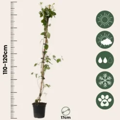 Kaprifolie - Sæt med 2 - Lonicera Heckrotti 'Beauty' - Højde 110-120cm - ⌀17cm