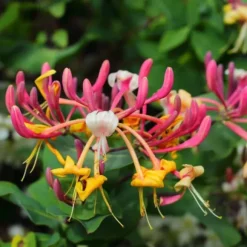 Kaprifolie - Sæt med 2 - Lonicera Heckrotti 'Beauty' - Højde 110-120cm - ⌀17cm