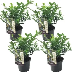 Kødbær - Sæt med 4 - Sarcococca 'Confusa' - Højde 30-40cm - ⌀17cm
