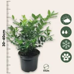 Kødbær - Sæt med 4 - Sarcococca 'Confusa' - Højde 30-40cm - ⌀17cm
