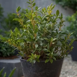 Kødbær - Sæt med 4 - Sarcococca 'Confusa' - Højde 30-40cm - ⌀17cm