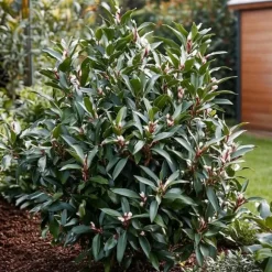 Kødbær - Sæt med 4 - Sarcococca 'Confusa' - Højde 30-40cm - ⌀17cm
