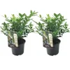 Kødbær - Sæt med 2 - Sarcococca 'Confusa' - Højde 30-40cm - ⌀17cm