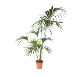 Kentiapalme - Howea forsteriana - Højde 150-170cm - ⌀24cm