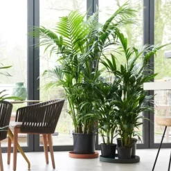 Kentiapalme - Howea forsteriana - Højde 150-170cm - ⌀24cm