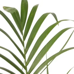 Kentiapalme - Howea forsteriana - Højde 90-100cm - ⌀18cm