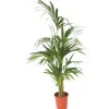 Kentiapalme - Howea forsteriana - Højde 130-140cm - ⌀21cm