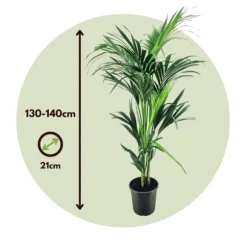 Kentiapalme - Howea forsteriana - Højde 130-140cm - ⌀21cm