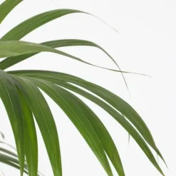 Kentiapalme - Howea forsteriana - Højde 130-140cm - ⌀21cm