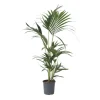 Kentiapalme - Howea forsteriana - Højde 90-100cm - ⌀18cm