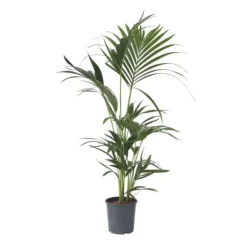 Kentiapalme - Howea forsteriana - Højde 90-100cm - ⌀18cm