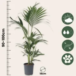 Kentiapalme - Howea forsteriana - Højde 90-100cm - ⌀18cm