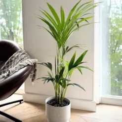 Kentiapalme - Howea forsteriana - Højde 90-100cm - ⌀18cm