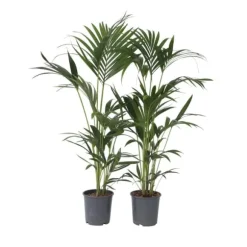 Kentiapalme - Sæt med 2 - Howea forsteriana - Højde 90-100cm - ⌀18cm