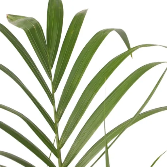 Kentiapalme - Sæt med 2 - Howea forsteriana - Højde 90-100cm - ⌀18cm