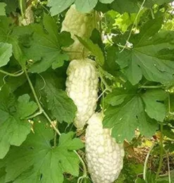 Kinesiske bittermelon hvide perlefrø til hjemmehave 10+ stk.
