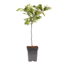 Kirsebærtræ - Prunus avium - Søde kirsebær - H.90-110cm - ⌀23cm