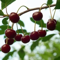 Kirsebærtræ - Prunus avium - Søde kirsebær - H.90-110cm - ⌀23cm