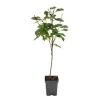 Kirsebærtræ - Prunus avium 'Stella' - Søde kirsebær - H.90-110cm - ⌀23cm
