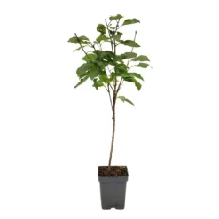 Kirsebærtræ - Prunus avium 'Stella' - Søde kirsebær - H.90-110cm - ⌀23cm