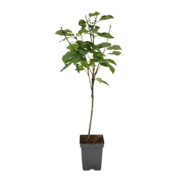 Kirsebærtræ - Prunus avium 'Stella' - Søde kirsebær - H.90-110cm - ⌀23cm