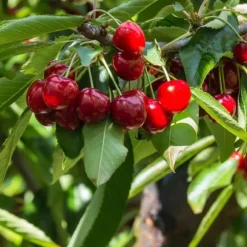 Kirsebærtræ - Prunus avium 'Stella' - Søde kirsebær - H.90-110cm - ⌀23cm