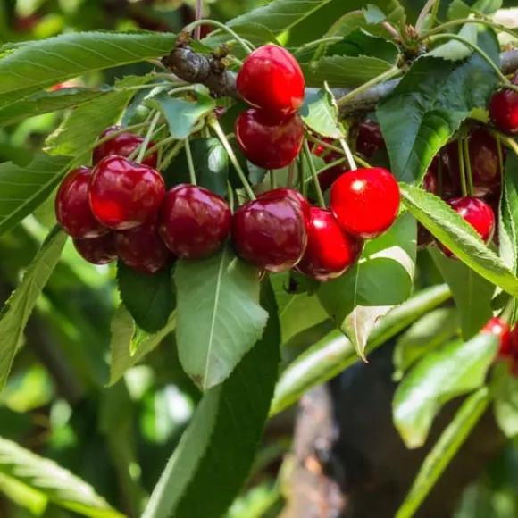 Kirsebærtræ - Prunus avium 'Stella' - Søde kirsebær - H.90-110cm - ⌀23cm