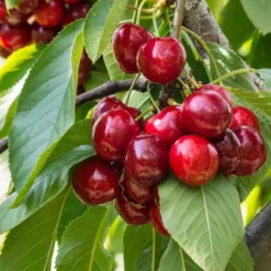 Kirsebærtræ - Prunus avium 'Stella' - Søde kirsebær - H.90-110cm - ⌀23cm