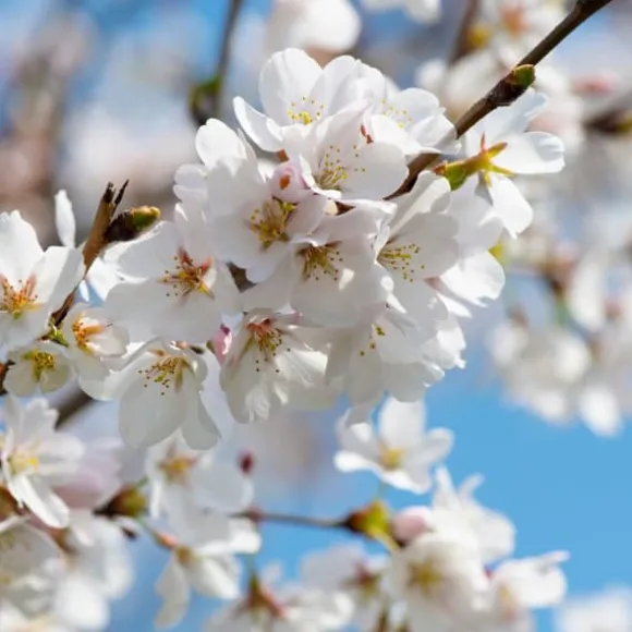 Kirsebærtræ - Prunus avium 'Stella' - Søde kirsebær - H.90-110cm - ⌀23cm