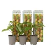 Kiwi plante - Sæt med 3 - Actinidia deliciosa 'Jenny' - Højde 20-40cm - ⌀9cm
