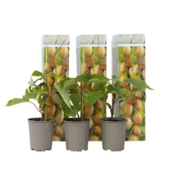 Kiwi plante - Sæt med 3 - Actinidia deliciosa 'Jenny' - Højde 20-40cm - ⌀9cm