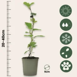 Kiwi plante - Sæt med 3 - Actinidia deliciosa 'Jenny' - Højde 20-40cm - ⌀9cm