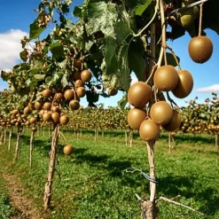 Kiwi plante - Sæt med 3 - Actinidia deliciosa 'Jenny' - Højde 20-40cm - ⌀9cm