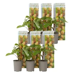 Kiwi plante - Sæt med 6 - Actinidia deliciosa 'Jenny' - Højde 20-40cm - ⌀9cm