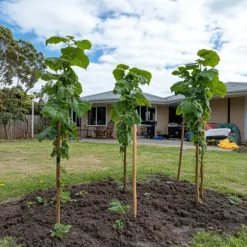 Kiwi plante - Sæt med 6 - Actinidia deliciosa 'Jenny' - Højde 20-40cm - ⌀9cm