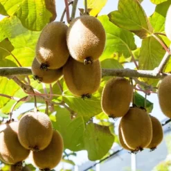 Kiwi plante - Sæt med 6 - Actinidia deliciosa 'Jenny' - Højde 20-40cm - ⌀9cm