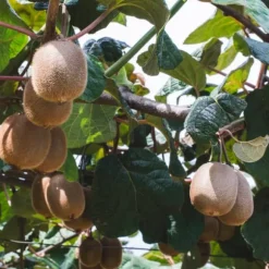 Kiwi plante - Sæt med 6 - Actinidia deliciosa 'Jenny' - Højde 20-40cm - ⌀9cm