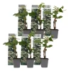 Klatrehortensia - Sæt 6 - Hydrangea anomale petiolaris - Højde 25-40cm - ⌀9cm