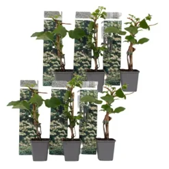 Klatrehortensia - Sæt 6 - Hydrangea anomale petiolaris - Højde 25-40cm - ⌀9cm