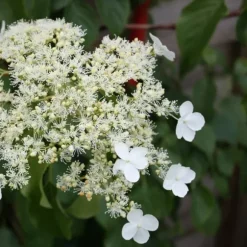 Klatrehortensia - Sæt 6 - Hydrangea anomale petiolaris - Højde 25-40cm - ⌀9cm