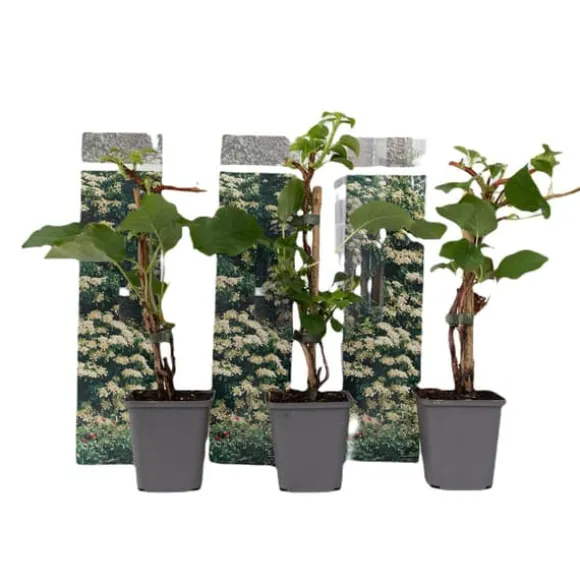 Klatrehortensia - Sæt 3 - Hydrangea anomale petiolaris - Højde 25-40cm - ⌀9cm